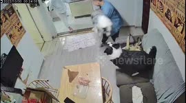 Two heavy border collies jump into owner's arms when he comes back home