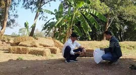 Locals hunt seasonal delicacy red ant eggs to cook into omelettes in Thailand
