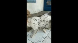 Cat playing in the garden and going back dirty!