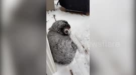 Funny moment cold-loving dog insisted on staying outside in -40 degree temperatures during Chicago snowstorm