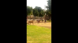The village goat herd going to the Pastures early in the morning. The herd boys has to keep a close watch on them.