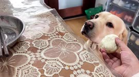 Picky dog refuses to eat steamed bun without sauce