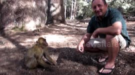 In the summer of 2021 my family and I made a roadtrip to Morocco. Near Azrou we saw this monkeys and we decided to interact with them...