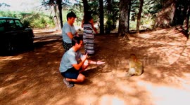 In the summer of 2021 my family made a roadtrip to Morocco. Near Azrou we saw this monkeys and we decided to interact with them...