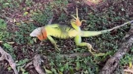 Iguanas freeze in South Florida, US, as temperatures drop during holidays