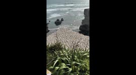 Birds flying near beach