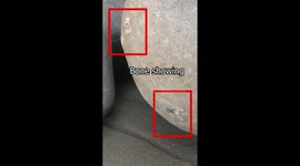 3-to-6-million-year-old penguin fossil exposed (short, portrait version)
