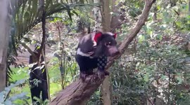 Rare sighting of Tasmanian devil filmed in Australian Gold Coast rescue center