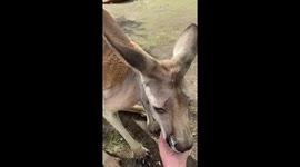 Feeding and petting a kangaroo in Currumbin Rescue Center, Gold Coast, Australia
