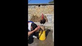 Man trains rooster to hold water hose while he washes his hair