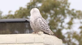 Snowy Owl shows up extremely far from its normal range