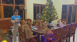 Ten rescue dogs sit at Christmas table and enjoy festive meal
