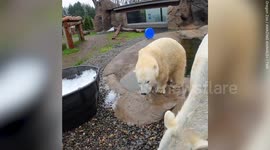 Adorable video shows young polar bear half-sisters playing in a large tub full of ice
