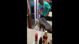 Pampered Great Dane knows how to take what he wants