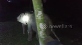 Baby elephant rescued in northeastern India