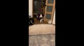 When it’s far too wet and neither of you want to go for a walk!!