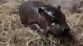 Newborn pygmy hippo is an adorable sight to see