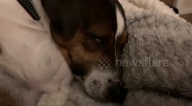 Pup too tired to move off the sofa at bedtime