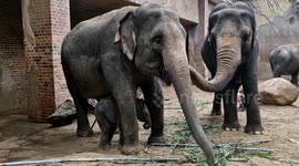 German zoo celebrates birth of endangered Asian elephant