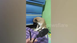 Little girl comes to rescue pet dog being scolded by mum in the Philippines