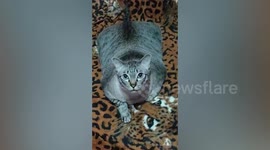 Fat pet cat sweetly asks for snacks by showing puppy-dog eyes