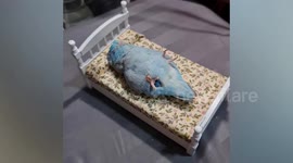Adorable light blue Forpus bird sleeps like human on tiny doll bed