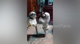 Puppy stands on hind legs begging aloof sibling for attention