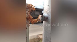 Ants form insect bridge to cross gap between two metal poles