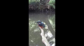 Kingfisher catches, kills and eats fish on a tranquil chalk stream in the UK