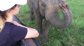 Tourists have breathtaking encounter with curious elephant in Sri Lanka