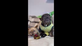 French Bulldog and 15 years old Yorkie are sleeping together after New Year’s party.