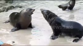 Sea Lions fighting at the Harbour Beech in Hout Bay Cape Town South Africa