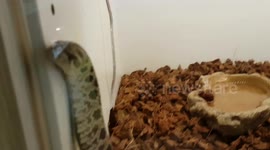 The Eastern hog-nosed snake has a uniquely upturned nose and variable in color