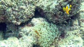 NEMO one of most beautiful fish you can find in UAE, don't miss you chance