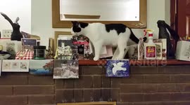 Funny cat decides it is time to take the Christmas cards down