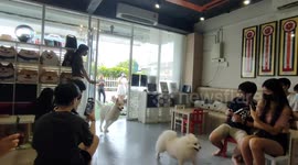 Huskies rush into customers in a dog cafe in Melaka Malaysia