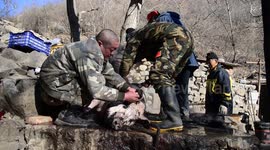 Villagers Slaughter Pigs in Beijing, China