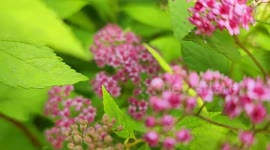 Beautiful flowers around one of the parks in Sioux Falls South Dakota