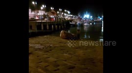 UK: ‘Thor’ The Wandering Walrus Spotted In Scarborough 2