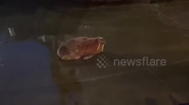 UK: ‘Thor’ The Wandering Walrus Spotted In Scarborough