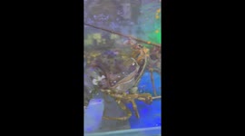 The moment the lobster peels in the glass tank