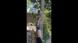 Tiny monkey eating a banana from my hands in são paulo' s countryside
