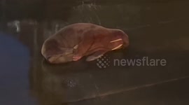‘Thor’ the wandering walrus spotted in Scarborough, England