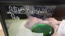 Albino Bull Snake is a powerful constrictor Snake species and one of the longest snakes