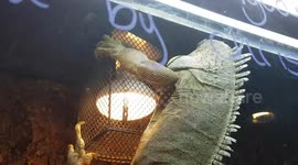 Iguana looks at the light and clings onto it checking it out