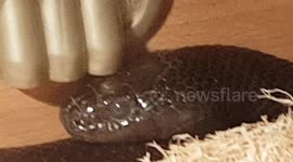 The Mexican Black Kingsnake is a relatively small species of snake, growing to lengths of between 3 and 4 feet