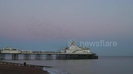 Mesmerizing murmuration forms over Eastbourne Pier in East Sussex