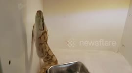 The ball python Python regius), also called the royal python, is a python species native to West and Central Africa