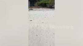 Four foreigners found dead floating off Thai holiday island Phuket