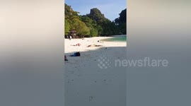 Sunbathing tourist startled when huge monitor lizard walks beside him on beach